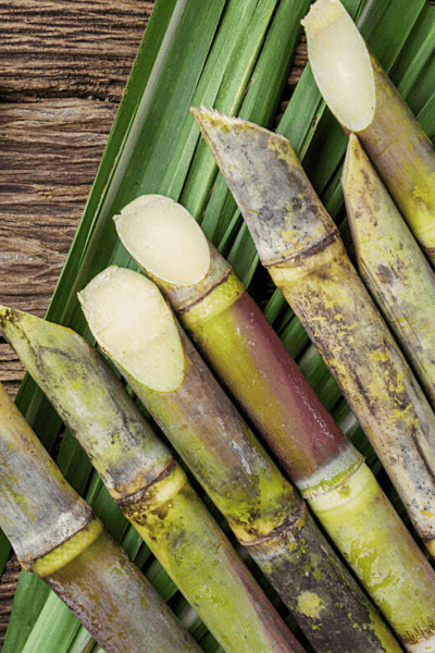 SUGAR CANE ALCOHOL